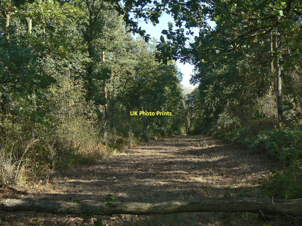 Photo 6"x4" Forest ride Clipston\/SK6334 c2011