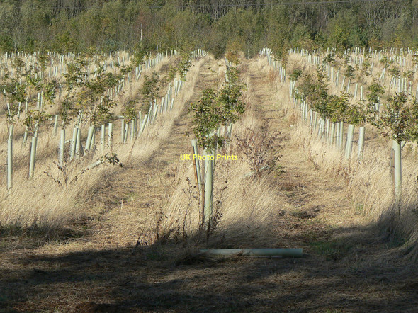 Photo 6"x4" New plantation in Cotgrave Forest Clipston\/SK6334 c2011