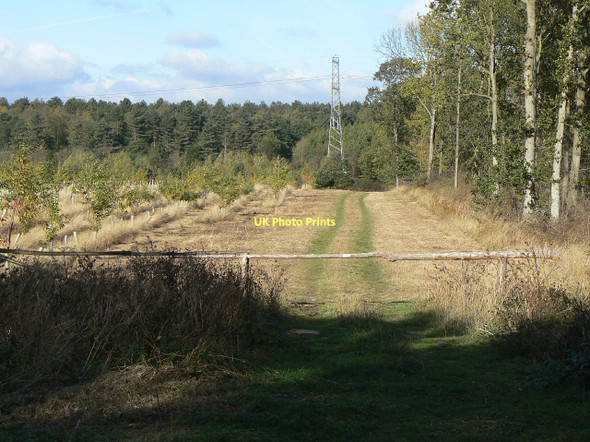 Photo 6"x4" Forest ride Clipston\/SK6334 c2011