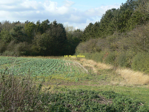 Photo 6"x4" On the edge of Cotgrave Forest Owthorpe c2011