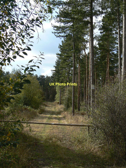Photo 6"x4" Ride in Cotgrave Forest Clipston\/SK6334 c2011