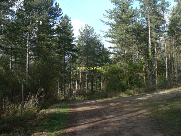 Photo 6"x4" Wolds Lane in Blackberry Wood Clipston\/SK6334 c2011