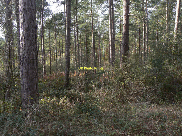 Photo 6"x4" Blackberry Wood Clipston\/SK6334 c2011