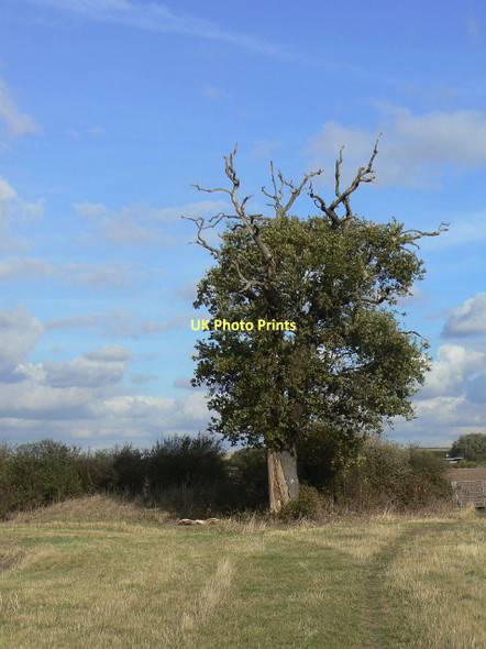 Photo 6"x4" Declining oak tree Clipston\/SK6334 c2011