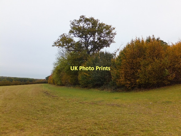 Photo 6"x4" Round Wood and path beside it Amwell c2011