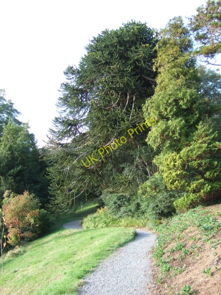 Photo 6"x4" In the gardens of Greenway House Dittisham c2009