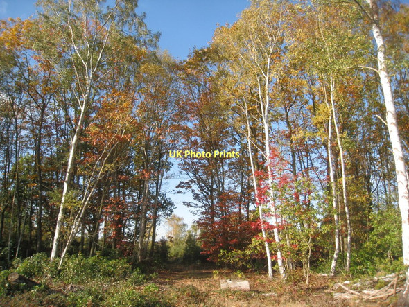 Photo 6"x4" Autumn colour Coddington\/SK8354 c2011