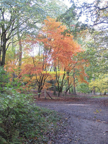Photo 6"x4" Acer sieboldianum, Ray Wood Coneysthorpe c2011