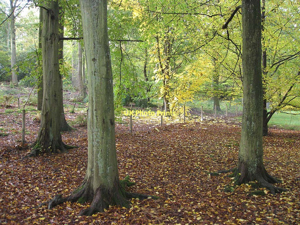 Photo 6"x4" Woodland floor, Ray Wood Coneysthorpe c2011