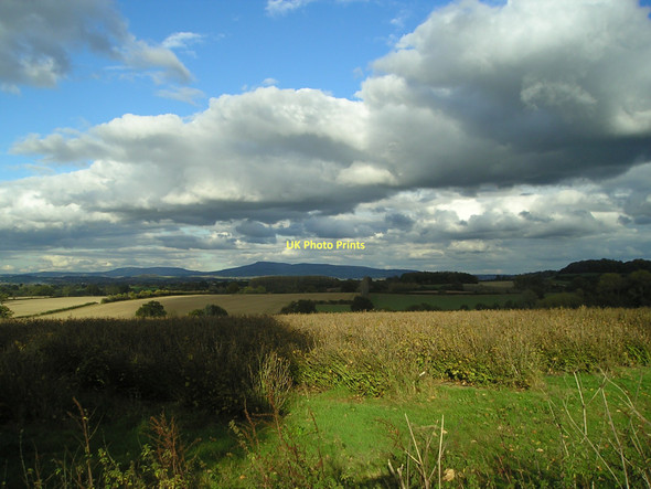 Photo 6"x4" Blackcurrant field Moreton\/SO5064 c2011