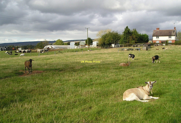 Photo 6"x4" Goat herd Eye\/SO4963 c2011