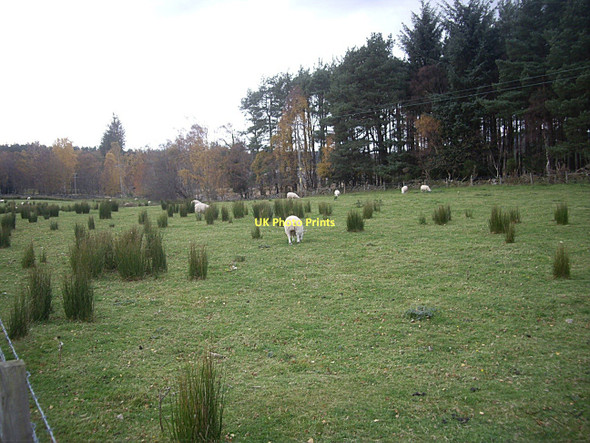 Photo 6"x4" More Sedge and Sheep at Upper Lochton Banchory\/NO6995 c2011