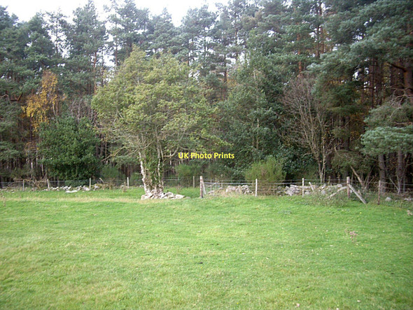 Photo 6"x4" Edge of Upper Lochton Forest Banchory\/NO6995 c2011