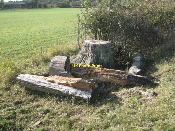 Photo 6"x4" Parts of a tree Camp\/SK8854 c2011