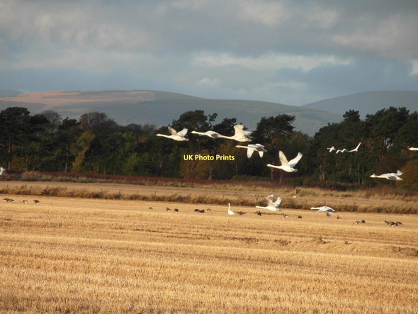 Photo 6"x4" Whooper swans - and a few Greylag geese - on the old airfield at Fearn Shandwick c2011