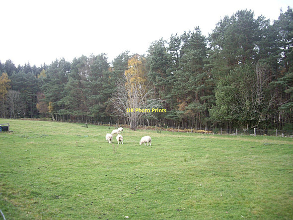 Photo 6"x4" Where sheep may safely graze Banchory\/NO6995 c2011