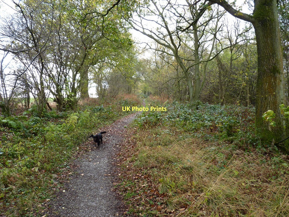 Photo 6"x4" Bridleway near the footpath in Coats Wood Rushbury c2011