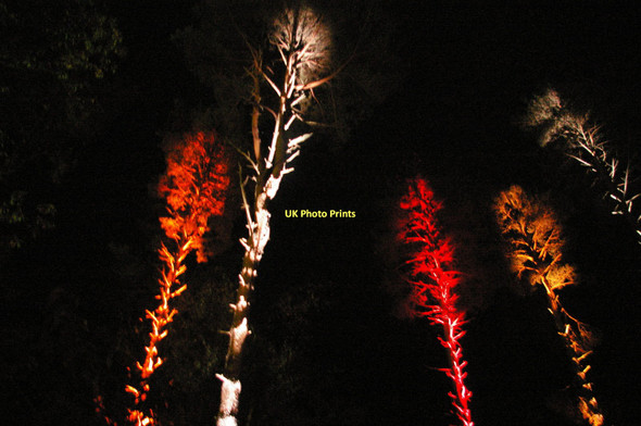 Photo 6"x4" The Electric Forest, Bedgebury Bedgebury Cross c2011