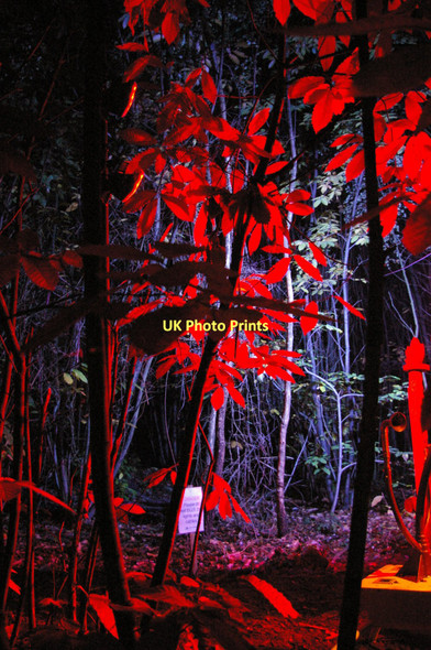 Photo 6"x4" The Electric Forest, Bedgebury Bedgebury Cross c2011 P1