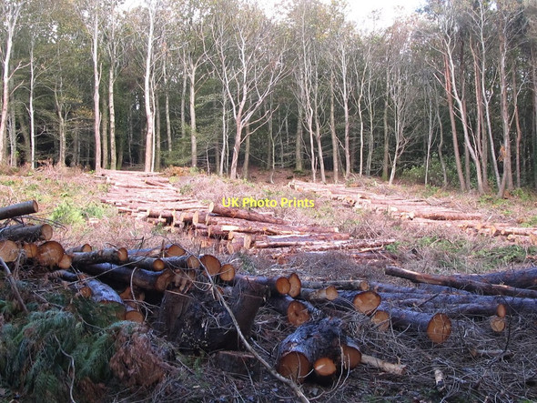 Photo 6"x4" Felled Lawson Cypresses at Tollymore Newcastle\/J3732 c2011