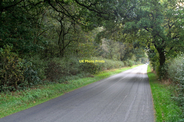 Photo 6"x4" Tree tunnel Blidworth Dale c2011