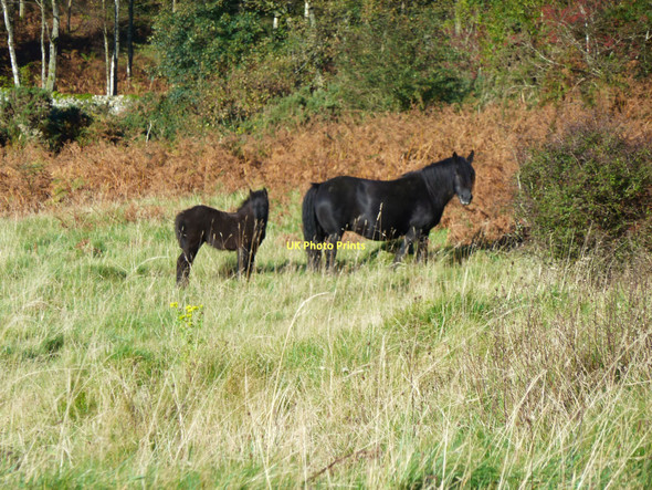 Photo 6"x4" Mother and offspring Newby Bridge c2011