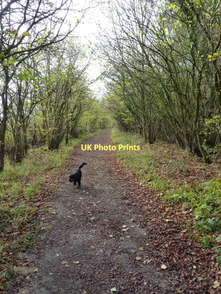 Photo 6"x4" Enjoying a run in High Wood Eaton\/SO5090 c2011