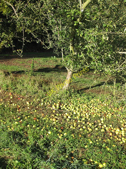 Photo 6"x4" Apple harvest, Linton Linton\/SO6625 c2009