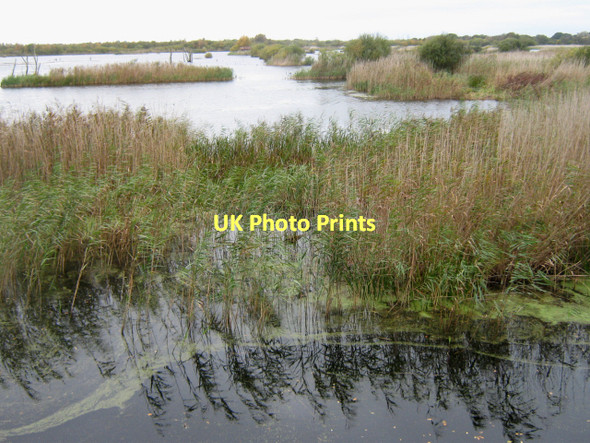 Photo 6"x4" View from Noah's Hide Ashcott Corner c2011