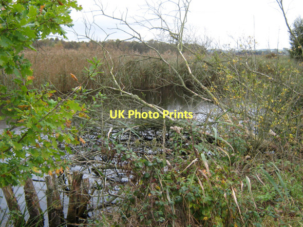 Photo 6"x4" On Loxton's Marsh Trail, Ham Wall Nature reserve Ashcott Corner c2011
