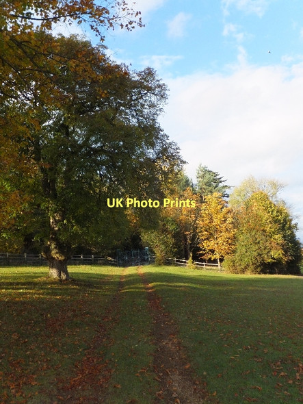 Photo 6"x4" The manna ash tree in Hughenden Park High Wycombe c2011