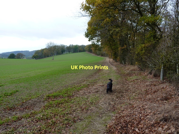 Photo 6"x4" The Shropshire Way alongside Eaton Coppice Middlehope c2011