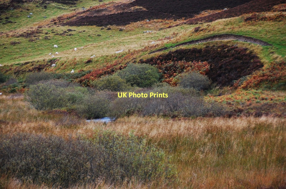 Photo 6"x4" Woodland by the burn Srath Carnaig c2011