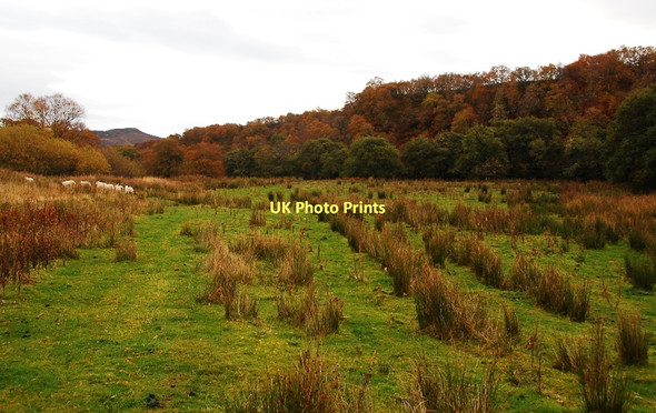 Photo 6"x4" Sheep grazing near Dalnamain Little Torboll c2011