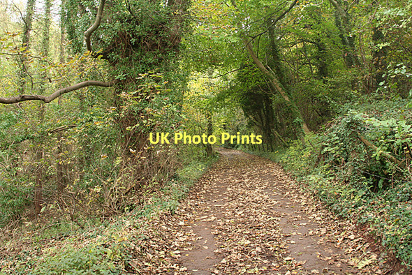 Photo 6"x4" Long Ashton: lane to Forest Lodge Cambridge Batch c2011