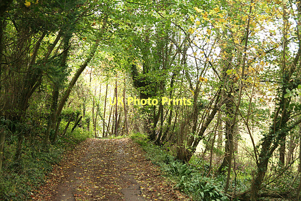 Photo 6"x4" Long Ashton: lane above Kingcot Farm Cambridge Batch c2011
