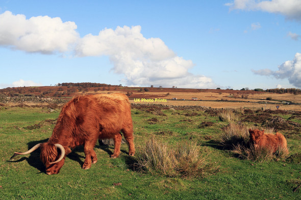 Photo 6"x4" Highland Cattle on the Eaglestone Flat Robin Hood\/SK2772 c2011