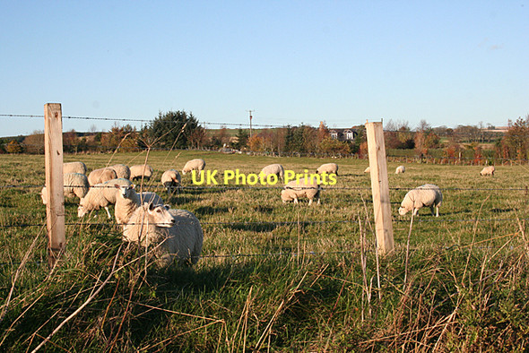 Photo 6"x4" Sheep at Whitemuir Aberchirder c2011