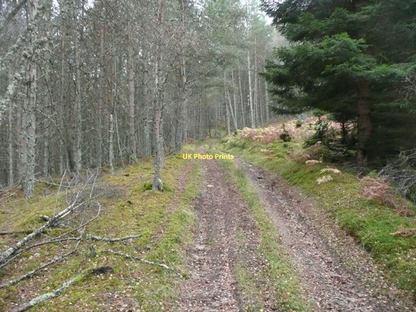 Photo 6"x4" Forest track  Tressair c2011