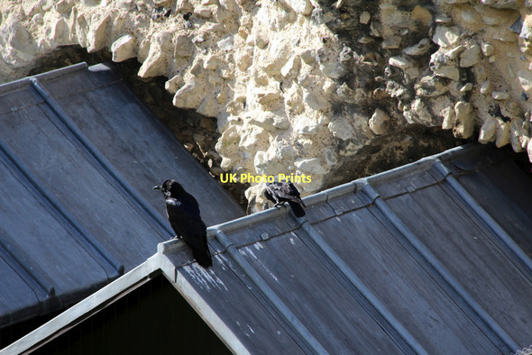 Photo 6"x4" Raven (Corvus corax) London c2011