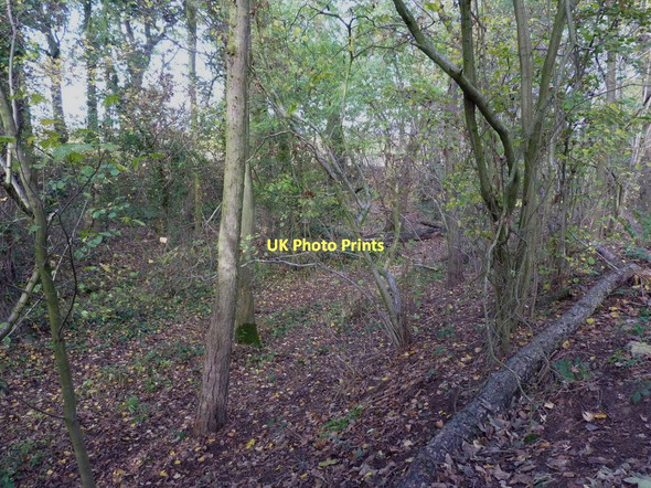 Photo 6"x4" The pond bay in Trinity Wood Bridgnorth c2011