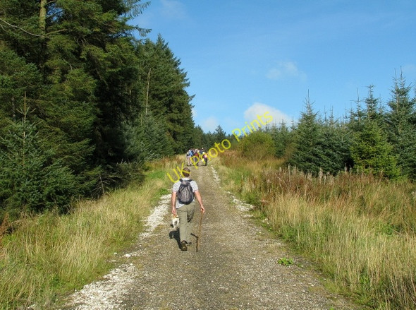 Photo 6"x4" Forest track near Glenariff Forest Park Glenariff c2009 P1