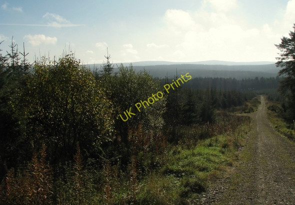 Photo 6"x4" Forest track near Glenariff Forest Park Glenariff c2009 P2