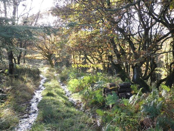 Photo 6"x4" Woodland track, Withycombe Scruffets Churchtown\/SS9738 c2011