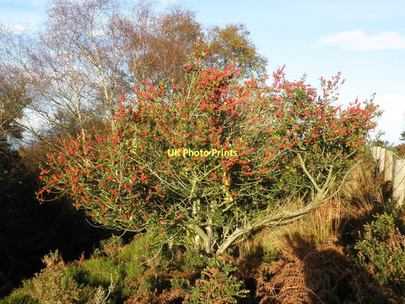 Photo 6"x4" Holly bush, Withycombe Scruffets Churchtown\/SS9738 c2011