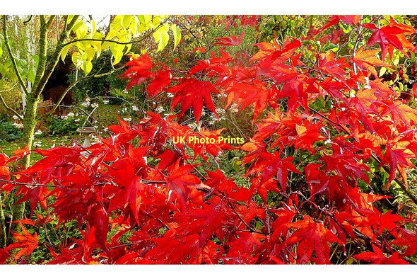 Photo 6"x4" Autumn garden 3 Bromsash c2011