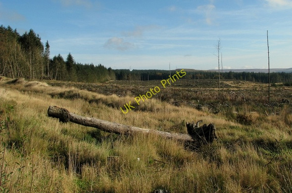 Photo 6"x4" Cleared forest near Glenariff Forest Park Glenariff c2009