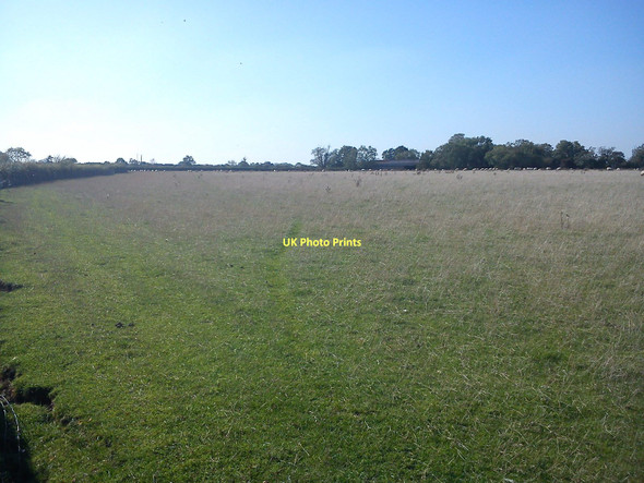 Photo 6"x4" Sheep at Moat Farm Gossard's Green c2011