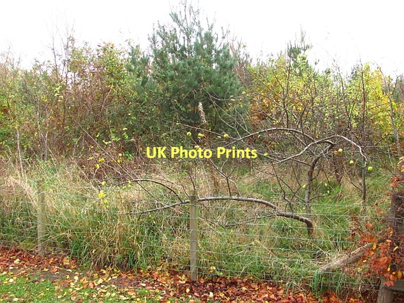 Photo 6"x4" Woodland, Murieston Road Murieston c2011