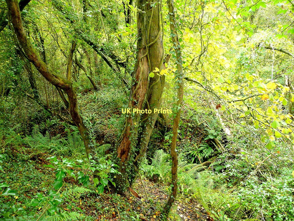 Photo 6"x4" Within Poulton Wood Blaisdon c2011